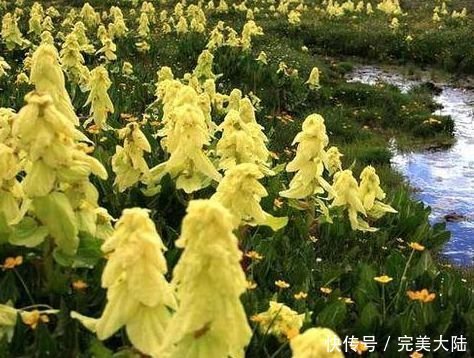 男子|男子发现2米高的“大白菜”,几百一斤遭人疯抢,真相让人称奇