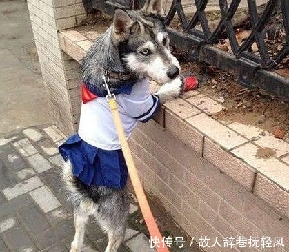 好看|搞笑图片幽默段子笑话:狗子你打扮下还是挺好看的,不错哦,哈哈