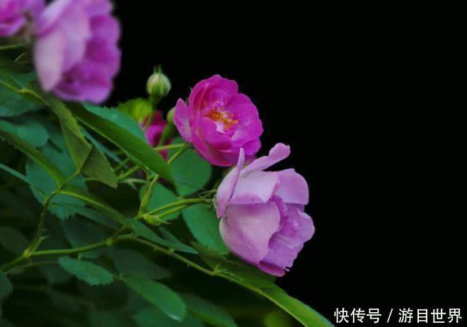 眷顾|10月开始，有贵人助力，喜事一桩又一桩，财神眷顾的四大生肖