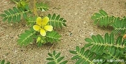 植物|农村的野生黄芪什么样?和野刺蒺藜是一种植物吗?怎么分辨?