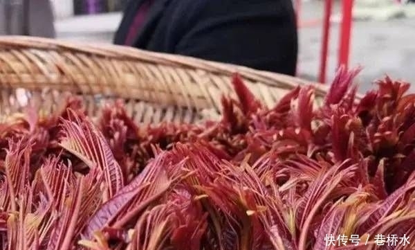 农村|深山农村人喜爱的4种野菜,全年可采,营养丰富药用价值高!