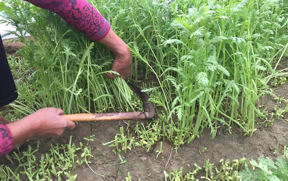 种植|在北方沦为野菜，在南方却大量种植，2元一斤，下火锅很好吃