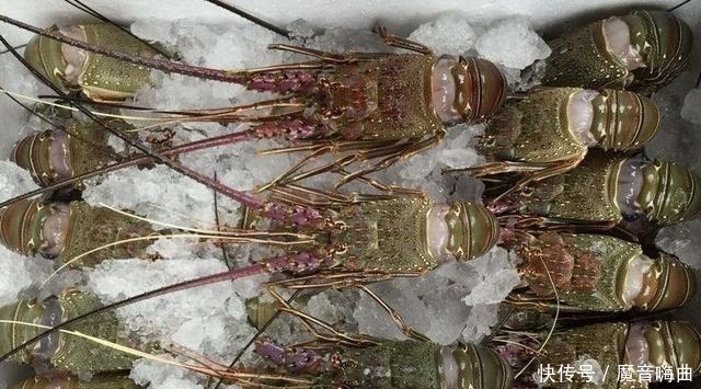 便宜|中国游客在澳洲吃龙虾,给了600块刚想离开,却被澳洲老板喊住