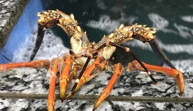 海鲜|世界上65种珍奇海鲜,贝爷都不敢说全部吃过,你吃过几种