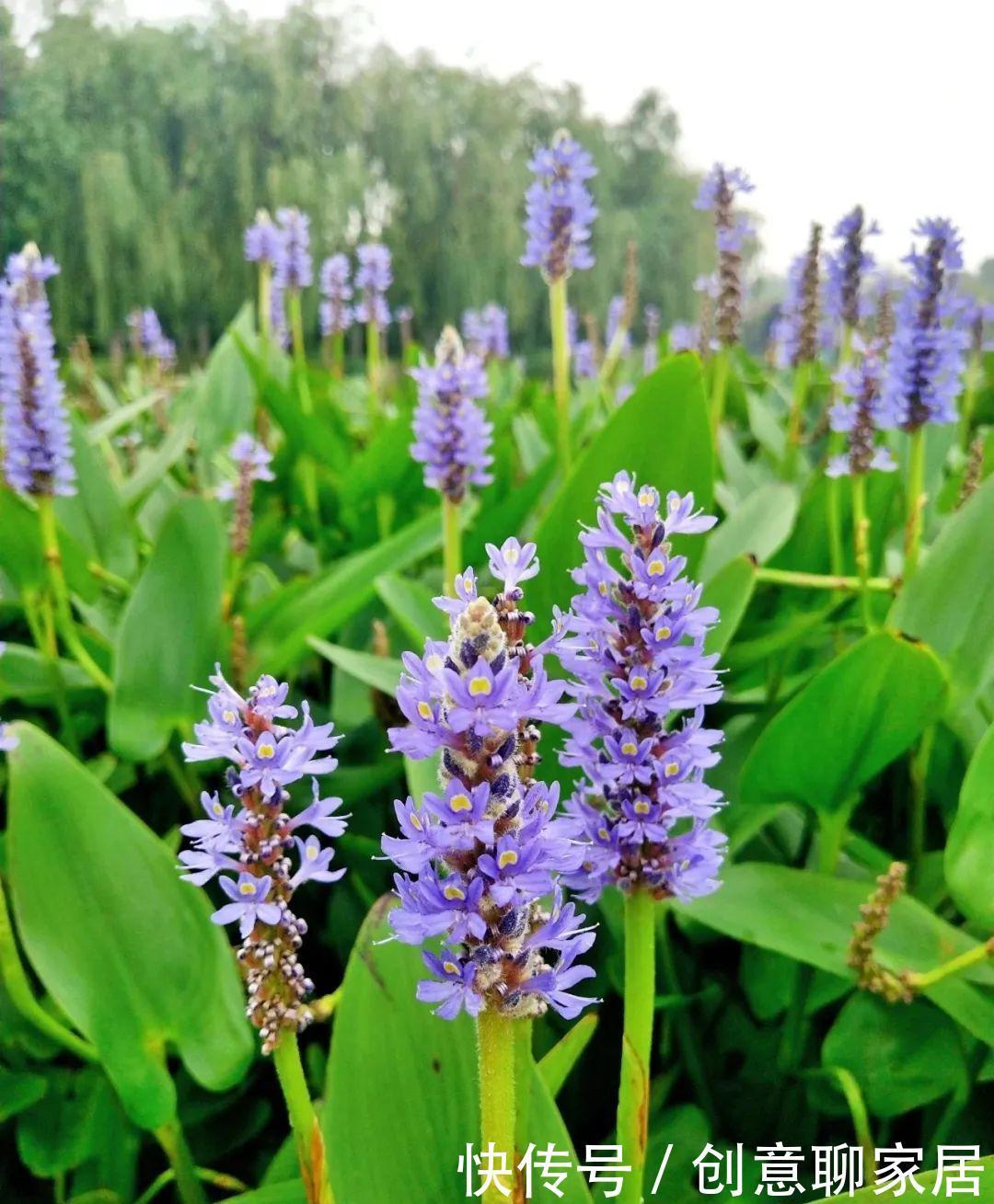  绿萝|绿萝还好养的花，整盆丢水里，泡3天也不会死！