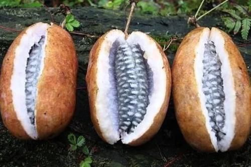 口感|野生八月瓜口感极佳,但品种不同口感也大不相同,看大叔怎么说