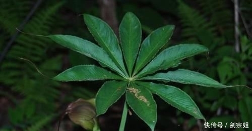 如今|山里这种野草俗称“蛇饭”,小时候看到不敢碰,如今成了种常用药