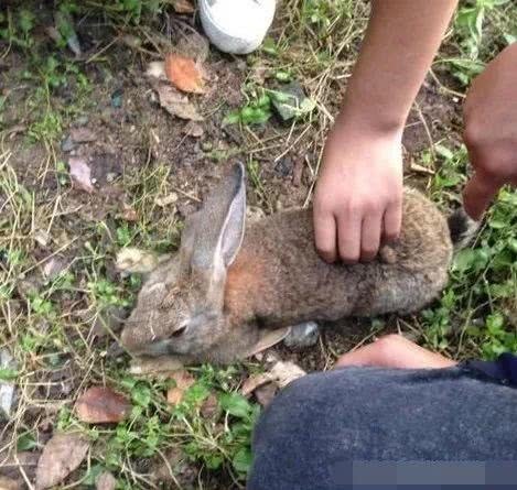 农村|农村十大野味,吃过一半的都是大神,第一名现在都吃不到了!