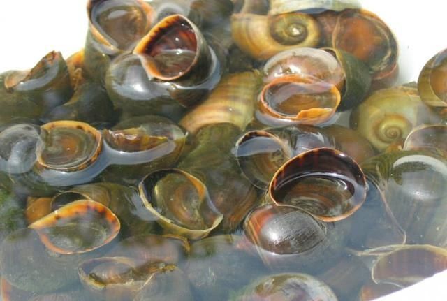 禁止|中国被禁止食用的物种，蕴含多种寄生虫，却成为了越南人的抢手货