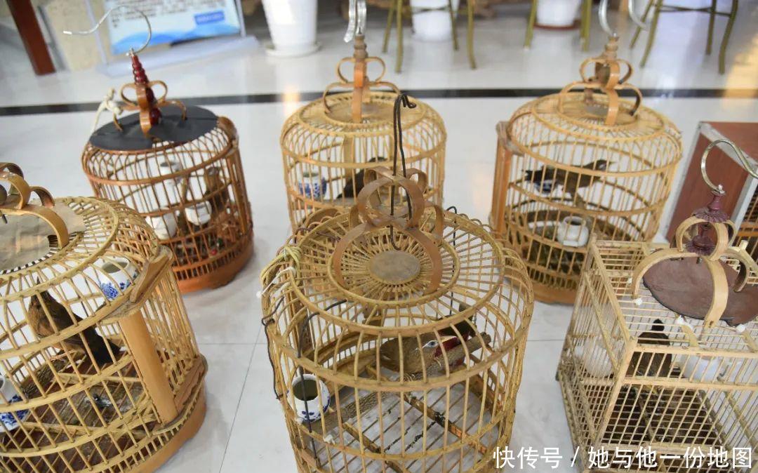 捕捉|两外地男子在南城捕捉12只画眉鸟被抓！