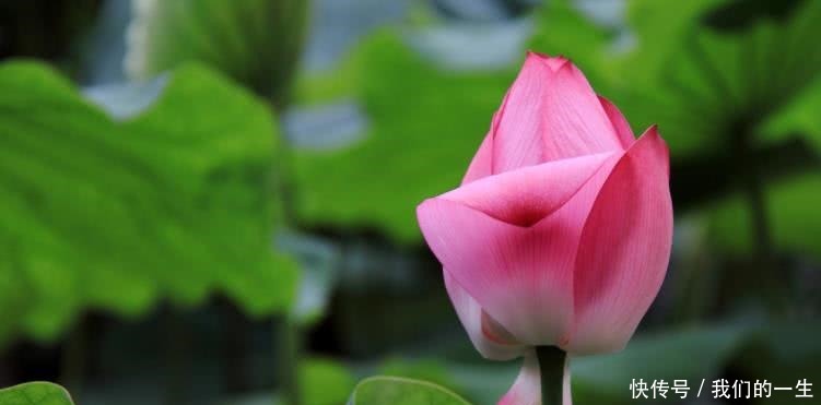 一飞冲天|8月开始财运一飞冲天,运势达高峰,福气转旺的四大生肖