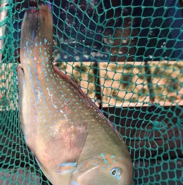 海鲜|世界上65种珍奇海鲜,贝爷都不敢说全部吃过,你吃过几种