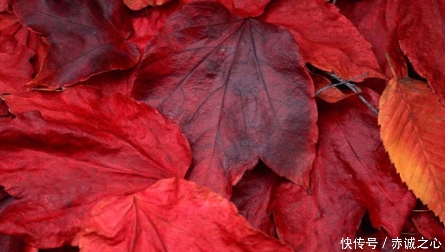 日子|九月下旬开始,吉星关照,好运爆棚,日子万事如意的生肖