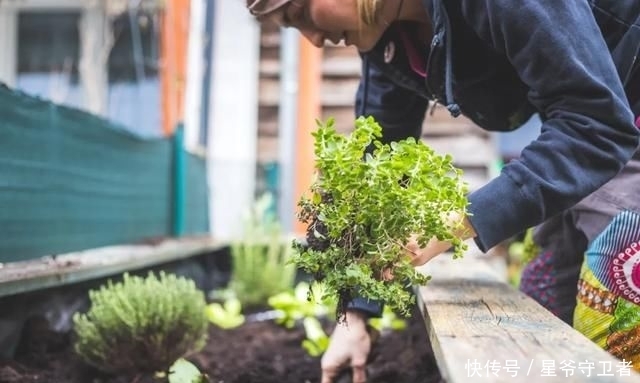 还要|在家种个菜都这么美,还要什么花园?