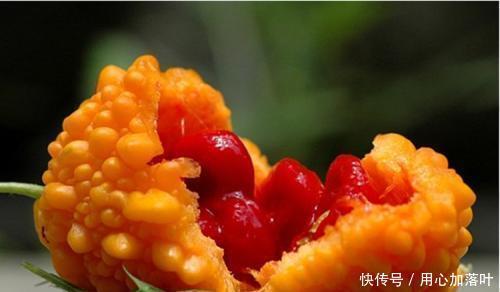 院子|以前院子里常种的一种水果,形似苦瓜瓜瓤鲜红,农村小孩都吃过