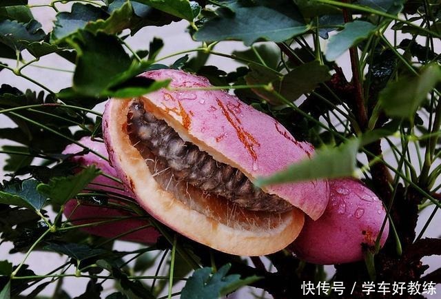 日本|日本土豪吃得起的水果,一斤上百,在中国满山都是却不稀罕捡