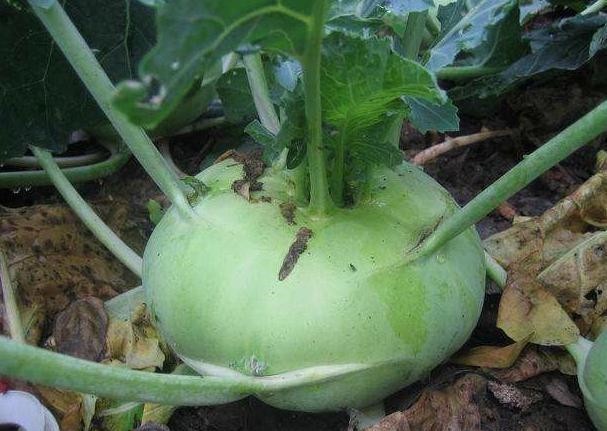 葵菜|古代“蔬菜之王”你吃过吗?当它称霸餐桌时,大白菜还在跑龙套