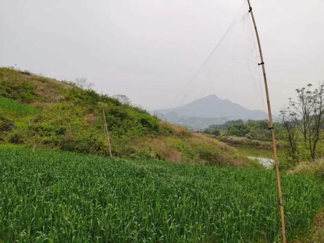 农民|为防止偷食,祁东一农民为防鸟偷粮私设“粘鸟网”,结果抓到国家“三有”保护野生动物