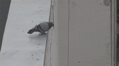 恋人|搞笑GIF：这应该是我上辈子的恋人！