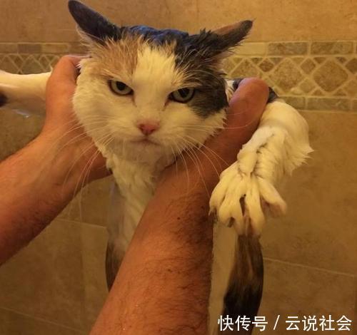 猫用|每天一个气死猫用铲屎官小技巧:第二十二天,洗澡是不可能洗的