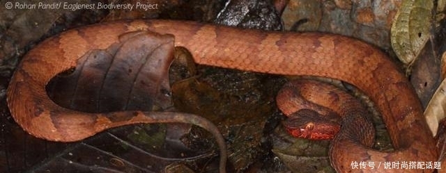 伪装者|印度发现新型毒蛇品种,自然界最完美的伪装者!