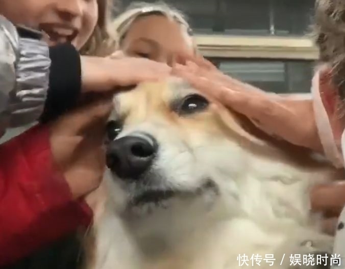 地铁|带狗上地铁会发生什么事情?狗子:我可爱了,也被撸秃了