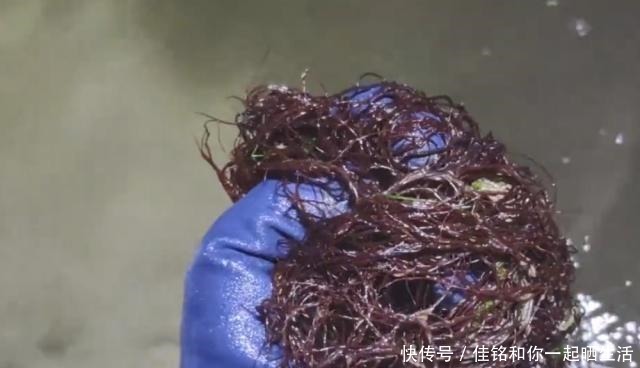 发现|农村小伙去赶海,发现一种“海中蔬菜”,形似头发你有没有吃过