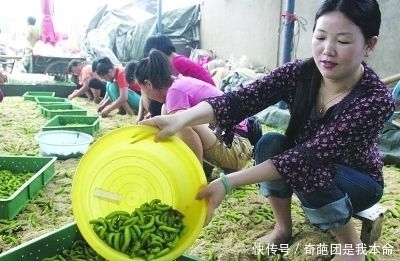 毛毛虫|毛毛虫之不可描述的美味!