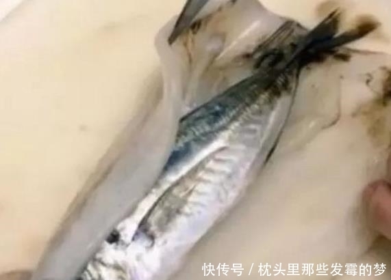 老板|男子买条鱿鱼回来,切开鱿鱼后发现被老板套路,气的他肝疼