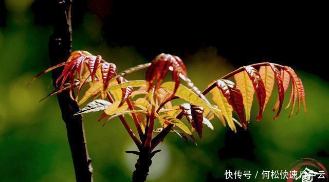  蔬菜|这4种蔬菜吃之前一定要焯水，知道原因后，一定要告诉家里人