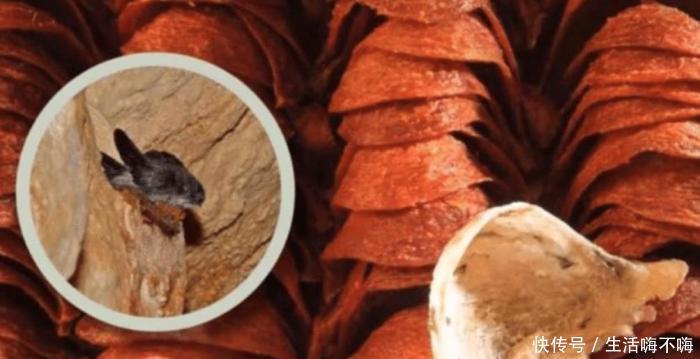  动物|六种价格昂贵的动物液体，人类就独占两种，即便富人也很难买到