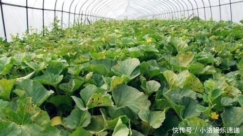 杂交|甜瓜杂交栽培技术,掌握几点关键技巧,提高甜瓜的果实率