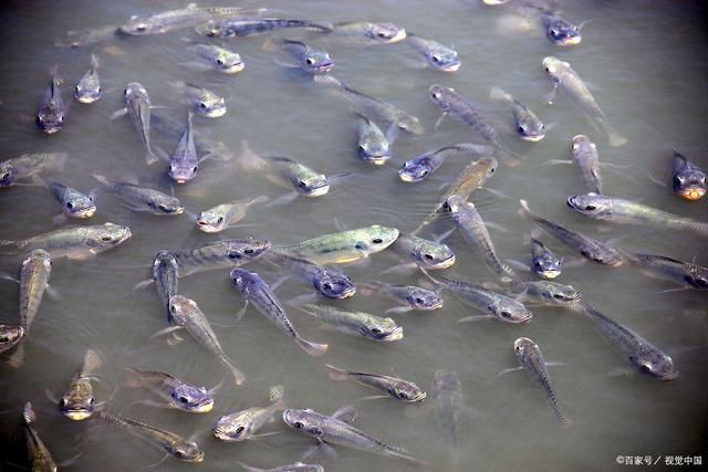 鲫鱼|被误解最深的鱼一斤3元没人买,其实它比鲫鱼营养,比龙利鱼香