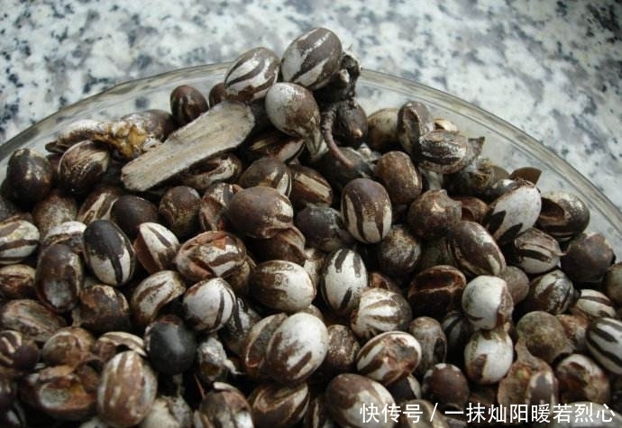 即可|将虫卵丢进火里烤,爆开后即可食用,100多块钱一斤你愿意吃吗?