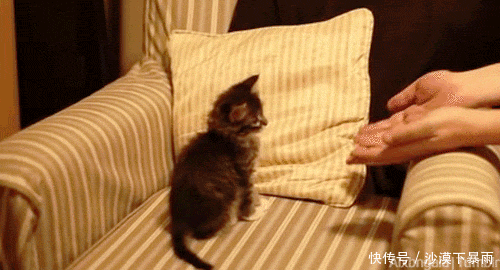 养猫|养猫，是本世纪最大的诈骗！