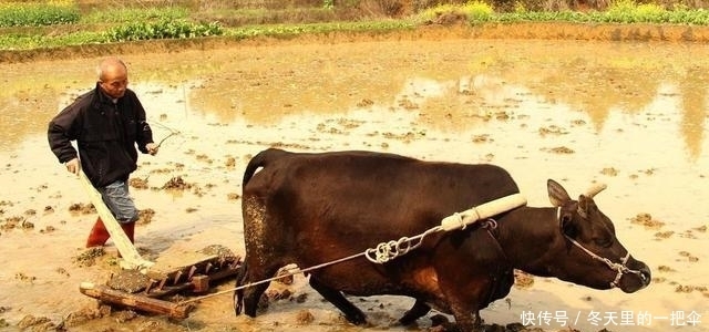 理解|古人: “穷死不耕丈人田, 饿死不进萝卜园”, 为什么这么说?