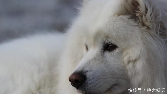 爱情|10月,喜鹊欢叫,天赐良缘,桃花运大涨,爱情幸福美满的3星座