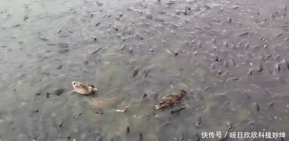 中国|美国的外来物种在中国泛滥成灾? 这次让我们头痛, 挖掘机都用上了