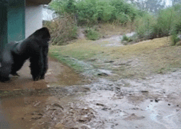 大哥|搞笑GIF:大哥,这是什么肉,感觉很好吃的样子