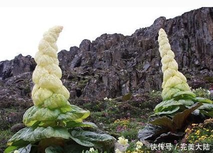 男子|男子发现2米高的“大白菜”,几百一斤遭人疯抢,真相让人称奇