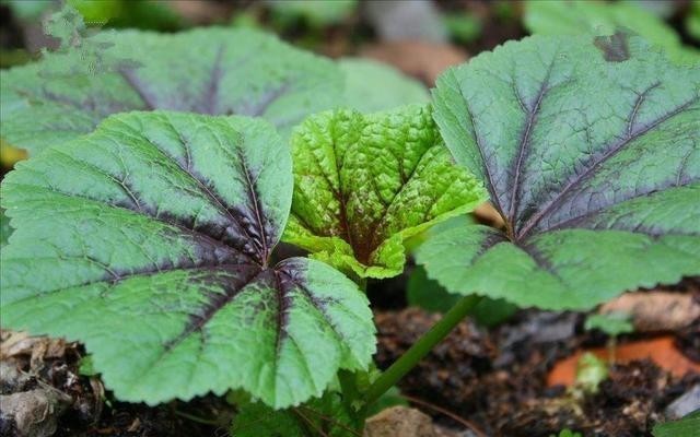 葵菜|古代“蔬菜之王”你吃过吗?当它称霸餐桌时,大白菜还在跑龙套