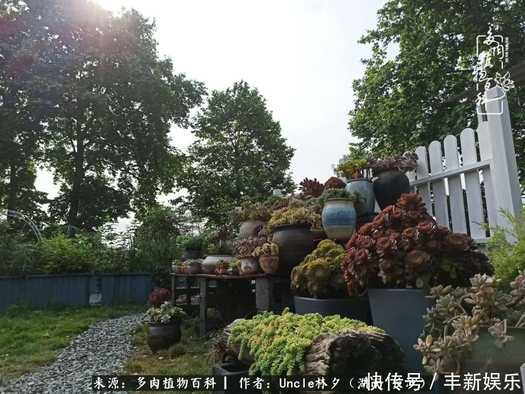  泡一壶|多肉庭院慢生活种一片多肉，喝一杯果酒，泡一壶清茶！