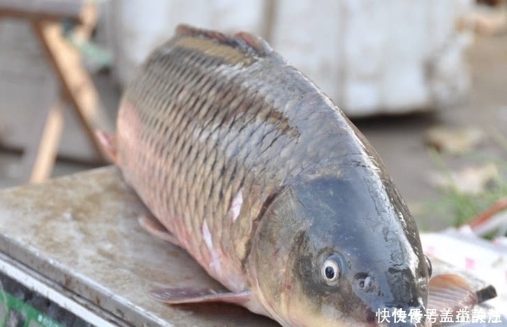 鱼肉|4样没营养的鱼建议不要买，吃多可能没好处，第四个00后都爱吃