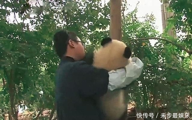 乖乖|国宝淘气爬上树玩耍,为了让它乖乖下来,饲养员们也是操碎了心