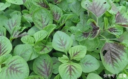  比肉|夏天农村几种适合凉拌包饺子的野菜，比肉还要香，吃过的人全说好
