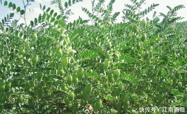 豆类|被称为“豆类之王”,在外风靡全球,国内10元1斤却少有种植