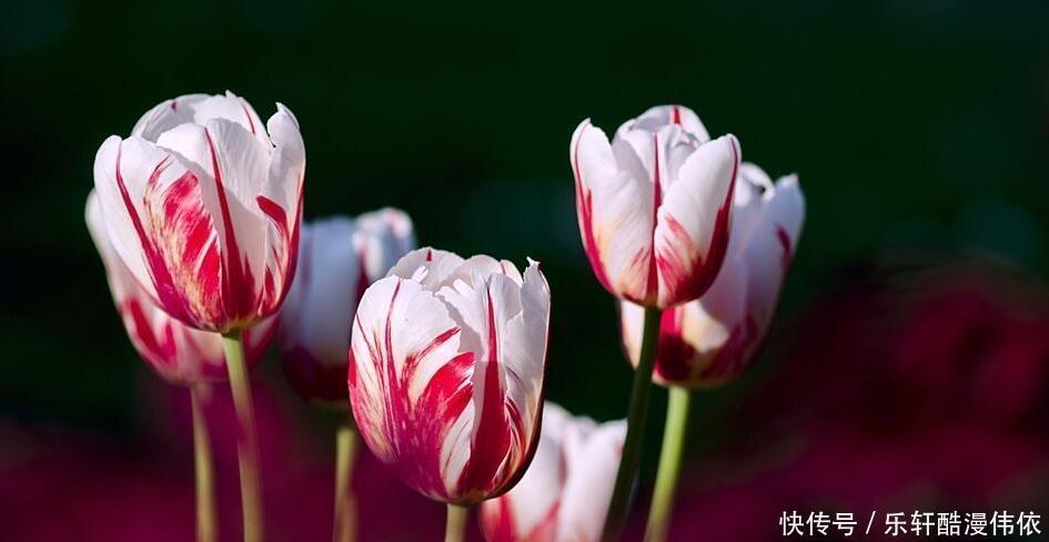 让他们|什么样的异性容易吸引十二星座的注意力狮子讲究势均力敌