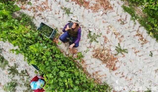 贺兰山|贺兰山下,酿酒人生