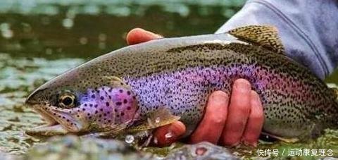 公认|公认最好吃的五种鱼,吃过三种不算啥,全吃过的才是真正的吃货