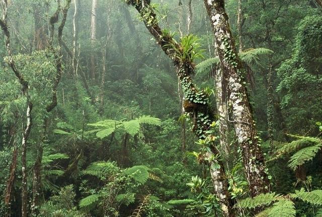  分布|过山峰分布在我国的哪些地方，它为什么不是眼镜蛇属动物